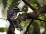 Sunda Pygmy Woodpecker